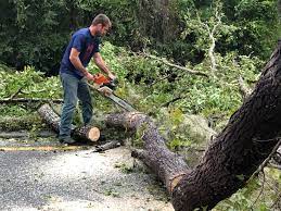 How Our Tree Care Process Works  in Lindstrom, MN